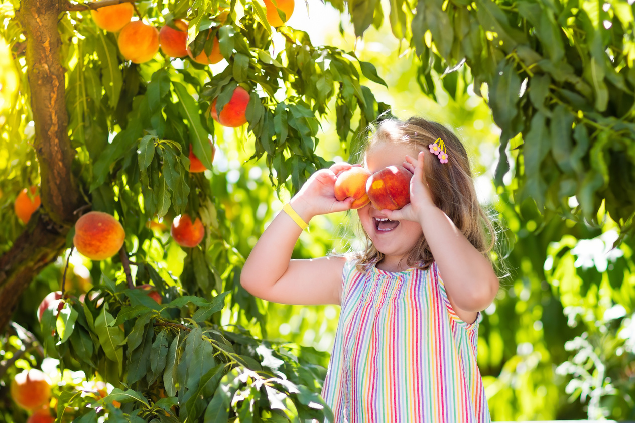 Child picking and eating peach from fruit tree