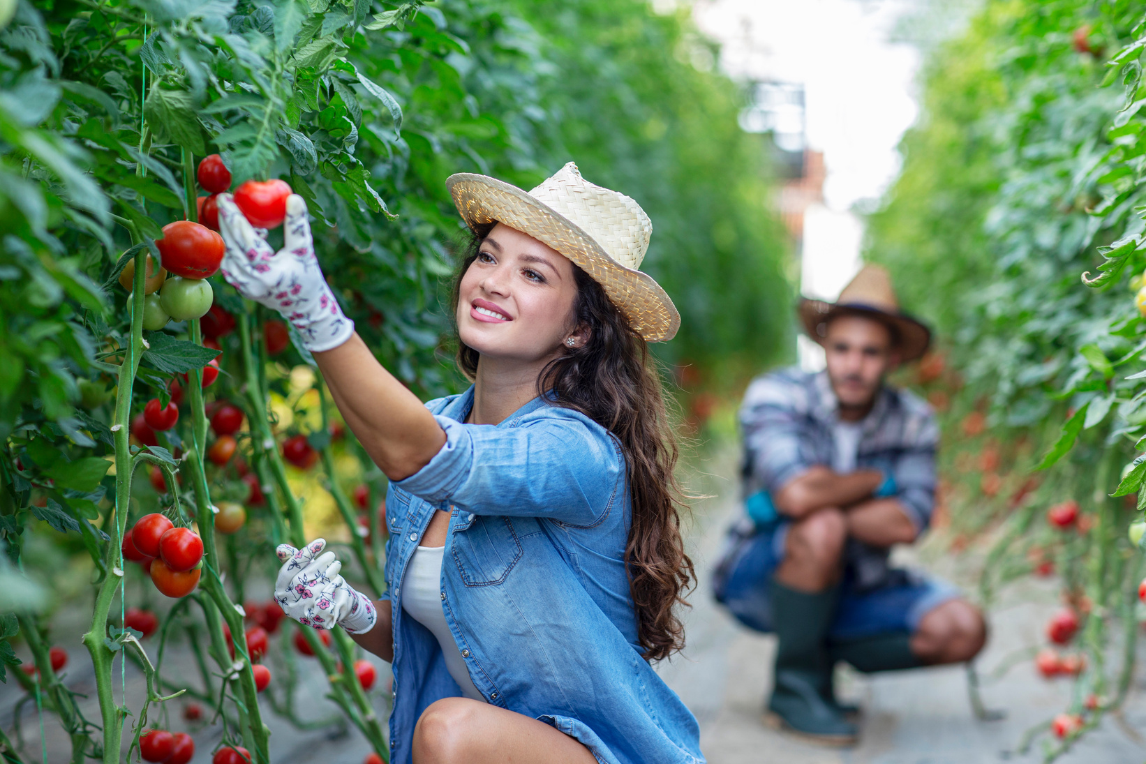 Couple of local agro business checking tomato at plant