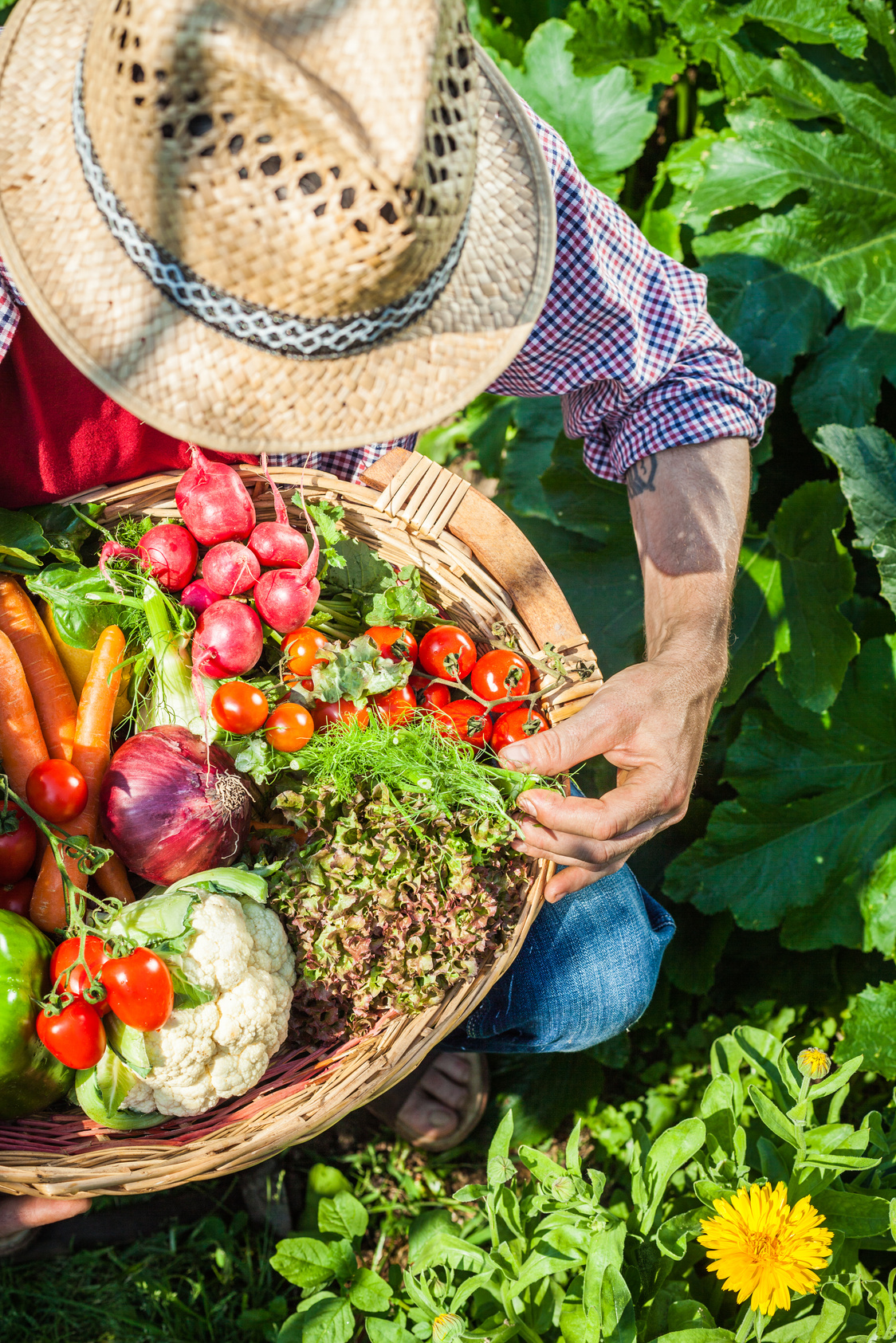 Vegetable Garden